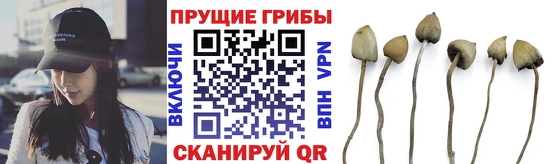Псилоцибиновые грибы Psilocybine cubensis Артёмовский